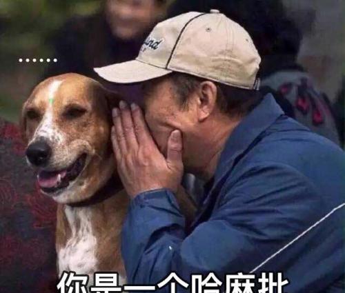  身为养狗人,谁的手机没有几张,狗狗沙雕表情包呢