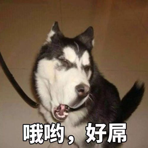  你知道你家狗子期待你做什么吗