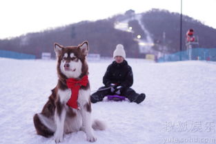  国民老公城会玩王思聪让爱犬拉雪橇超享受