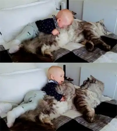  猫咪第一次看到婴儿,表情瞬间凝固,猫咪的样子把主人笑喷了