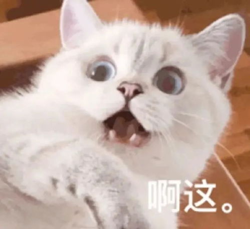  可爱猫猫头表情包