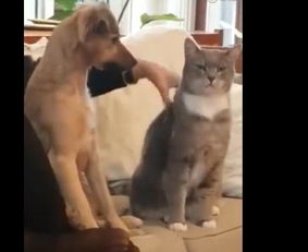 猫猫狗狗表情包洗澡