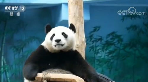  辽宁沈阳熊猫发发调皮活泼贡献表情包