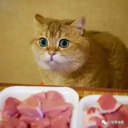  这只橘猫有毒,看了一遍还想看一遍.