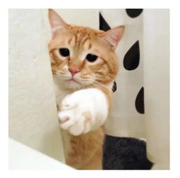  又肥又懒日本这只天然丧的大橘猫,总是满脸写着委屈