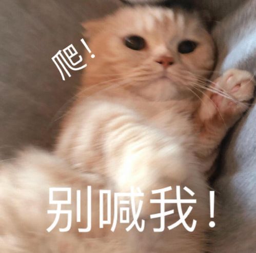  如何把家常菜,做成吃不起的样子