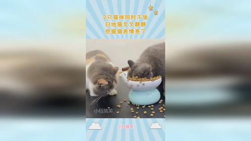  2只猫咪同时干饭,扫地猫文文静静,挖掘猫表情亮了