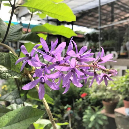  适合南方栽种的藤本蓝花藤,南方的紫藤花,开花烂漫