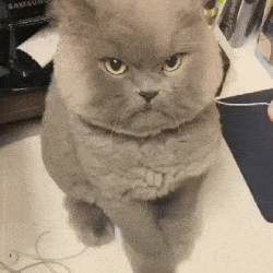 猫咪恶搞表情包搞笑gif