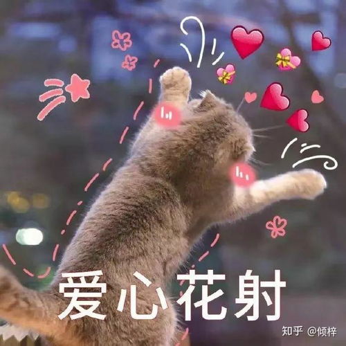  求下面这个猫猫的表情包应该有很多