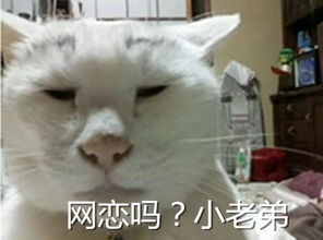  丑萌小奶猫表情包真的,骗你我就是小兔秀儿兔崽子式委屈