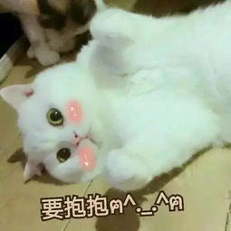 小萌狼嗷呜表情包撩妹