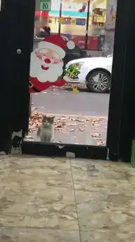  流浪猫站在宠物店门口,羡慕的表情盯着宠物猫看,网友好可怜