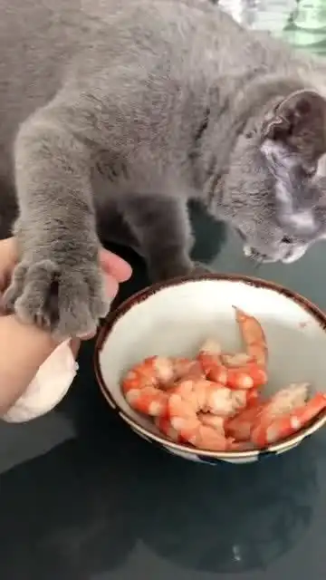  猫咪第一次吃虾仁,这激动的表情,就差会说话了