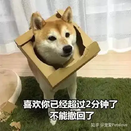 狗狗表情包搞笑版