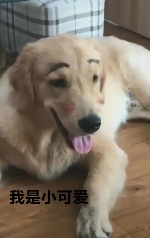  表情主人给金毛二哈化妆,两只狗狗比赛谁漂亮,搞怪一幕笑翻表情