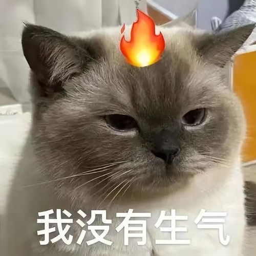  一只猫有这几种表现,说明它很聪明,别小看了