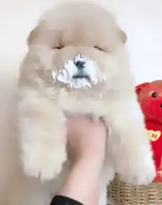  胖狗狗在吃东西,主人把它抓起来,看到它的表情然主人笑喷了