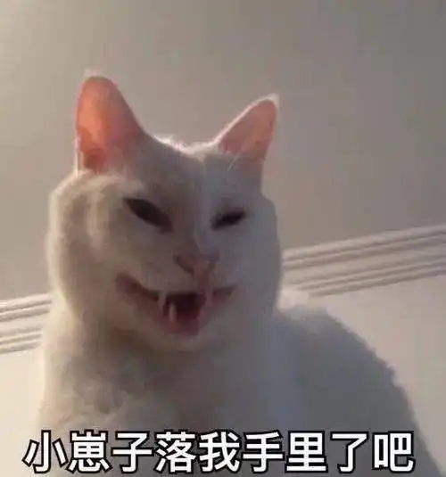  养猫的好处,你绝对想象不到