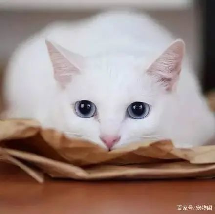  养猫的7个理由,连猫都不养,你养什么,养乐多吗