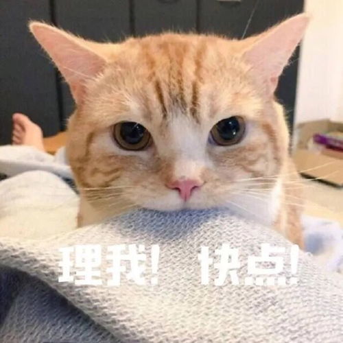  可爱猫猫表情包为了生活