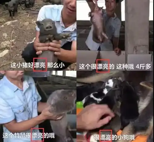  年度最佳饲养员爆红网络的华农兄弟,华农兄弟小老弟你好漂亮