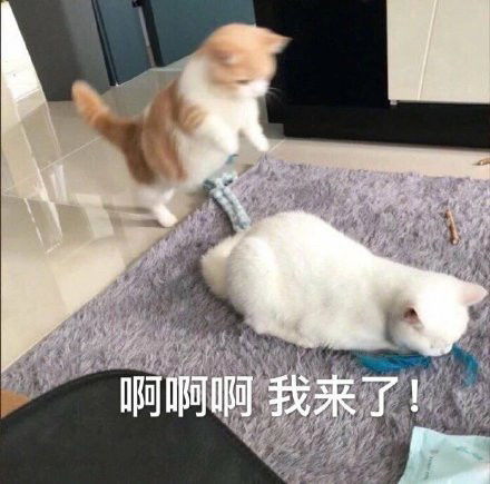  表情包你可真能作