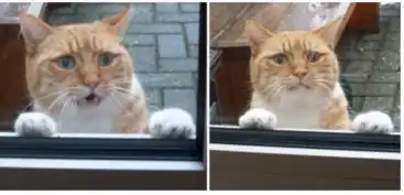  猫咪总是半夜两三点来敲门怎么办