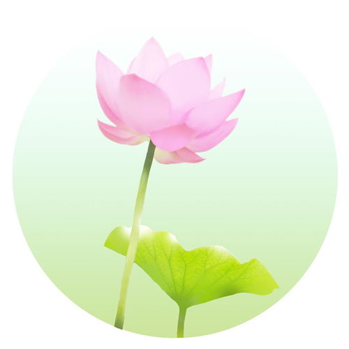  夏至荷花微信头像风景图片扣扣居