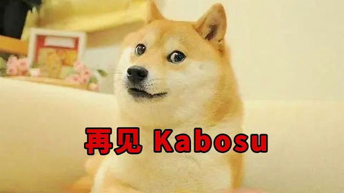  狗头表情包原型卡波酱去汪星了,没想到它的出生这么悲惨