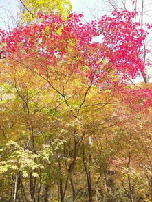  不到本溪不识枫关山归来不看枫关门山国家森林公园枫叶观赏记