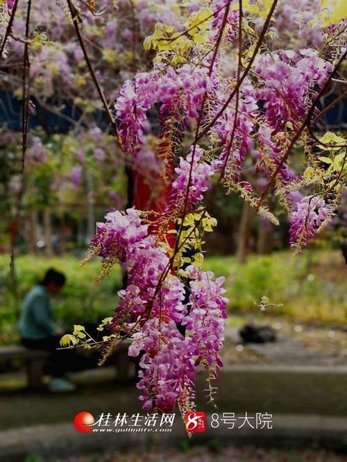  三月的桂林被紫色浸染紫藤花开得如火如荼,看一眼就沉醉图