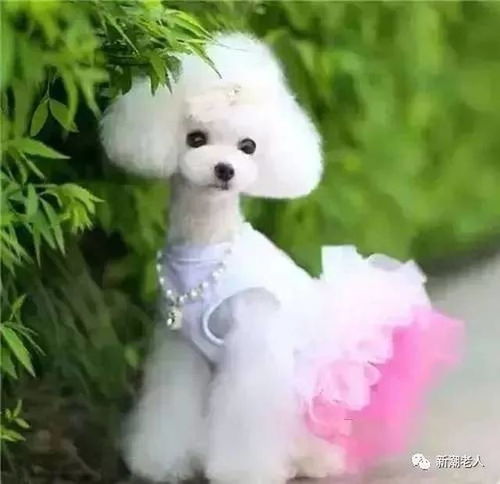  2018年,送你漂亮的狗狗照片,祝你狗年大吉