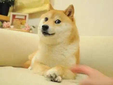 柴犬跳表情包沙雕