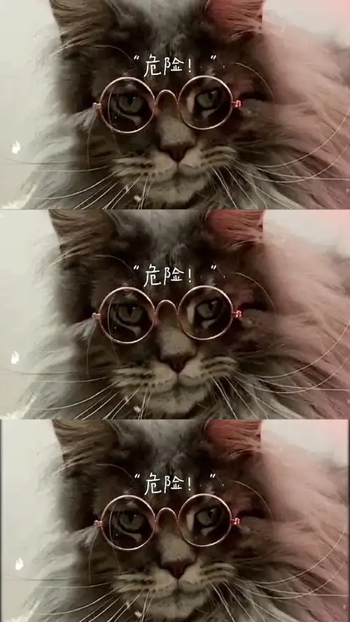  猫咪都有对象了你呢这邪魅的小表情,简直是霸道总裁啊