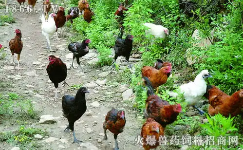  2018年养鸡行情怎么样小散户还养鸡吗养多少怎么养