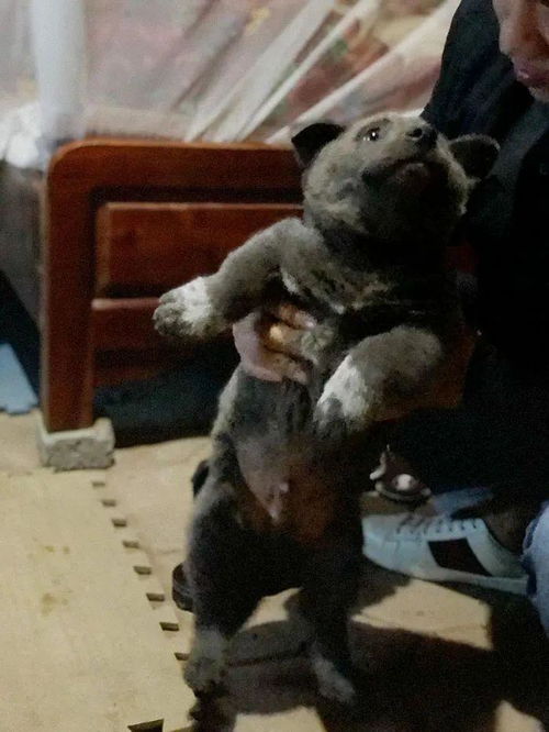  据说是蓝猫和二哈的混血宝宝...这只越南小狗凭表情包火遍全网