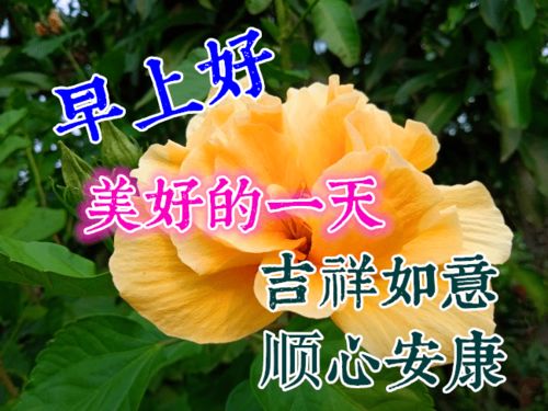 早上好表情包,问候老同学,一年四季,平平安安,健健康康祝福