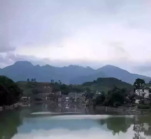  秋童话妖精银杏林,美得丢魂319船游阳山小漓江叹千果之王栗子宴尊享四星卓代花园2天
