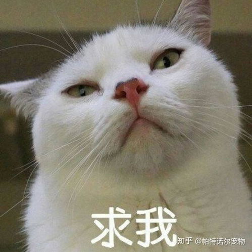  猫咪只想和你混口饭吃想要猫咪不高冷,这七字真言请收藏