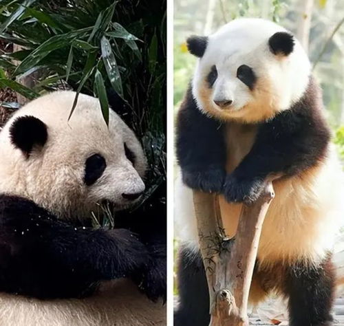  熊猫界的顶流明星