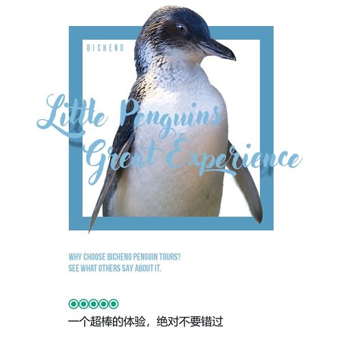 企鹅微信头像图片归巢