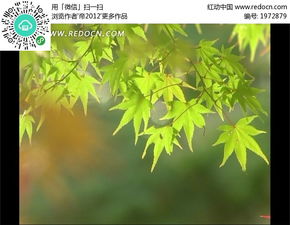  飘动的青绿色枫叶和转红色的枫叶mov素材免费下载红动网