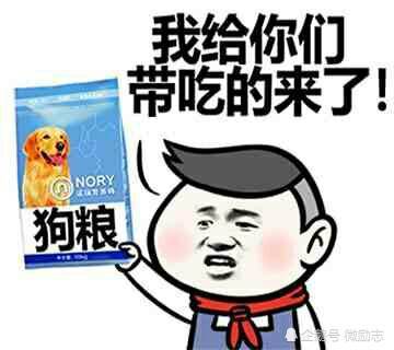 狗粮 表情包金毛