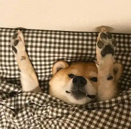 柴犬跳表情包头像
