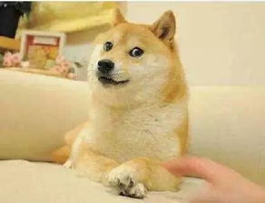 表情包是秋田还是柴犬日
