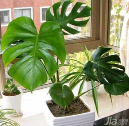  家中植物摆放风水