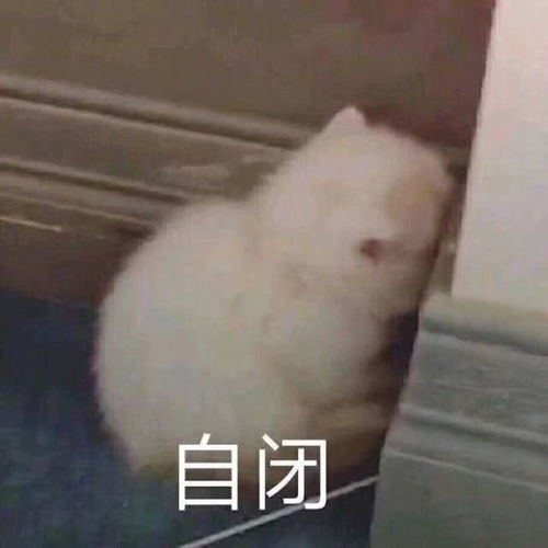  表情搞笑的表情包把你捧在手心腾讯网qq.com表情