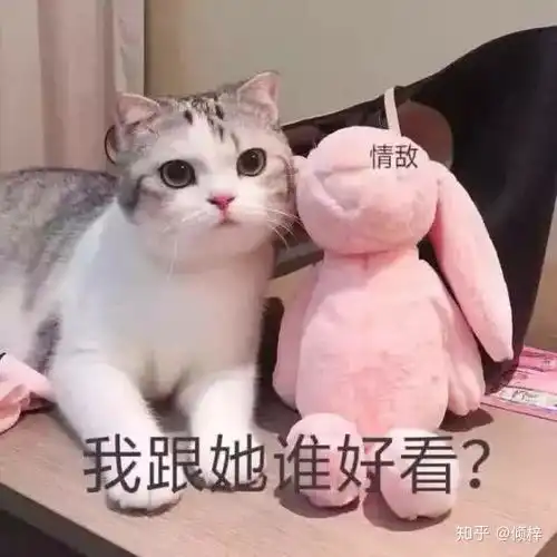  求下面这个猫猫的表情包应该有很多
