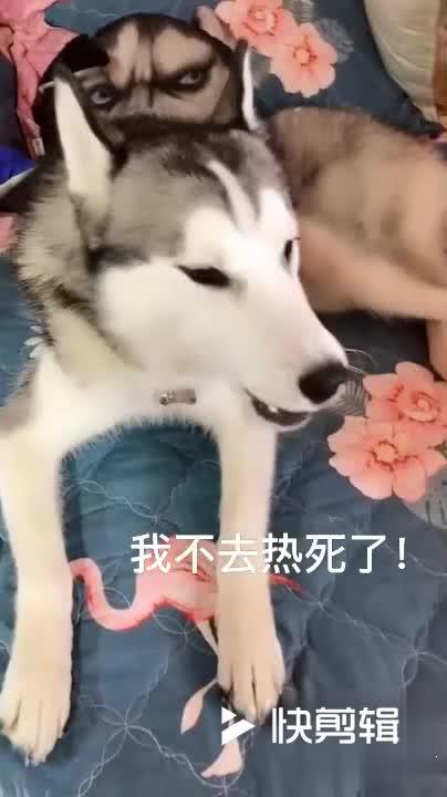  哈士奇这么热让我出去,你是想让我变成热狗吗